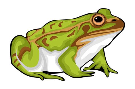 illustrations of frogs